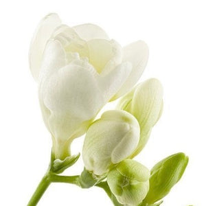 freesia