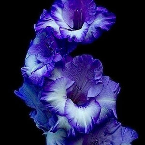 iris