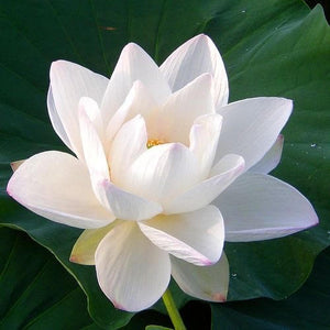 lotus