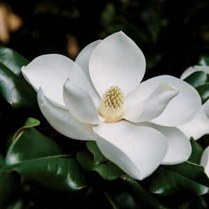 magnolia