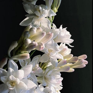 jasmine